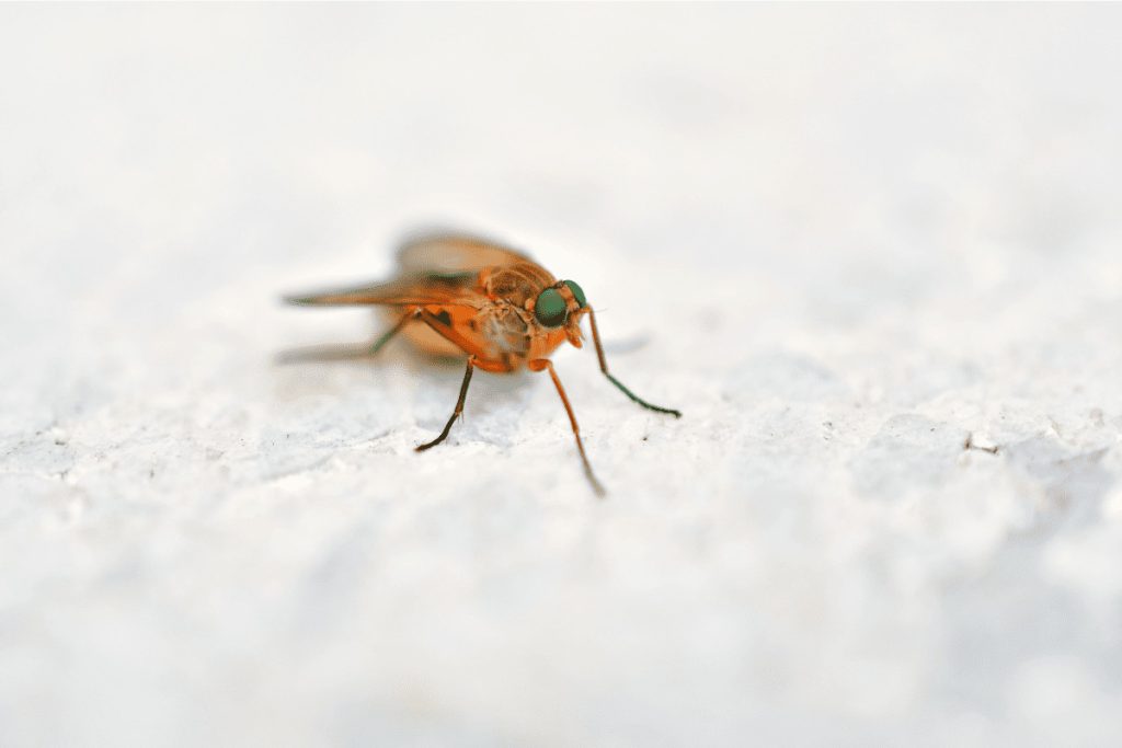 Fly Control